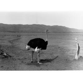 Ostrich