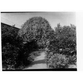 Pathway through a garden showing plants and bushes
