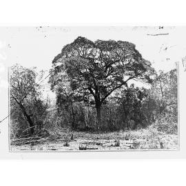 Stuart's tree at Van Diemen Gulf