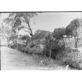 Bush scene at Myponga