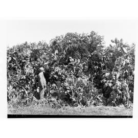 Man standing in a field of prickly pear