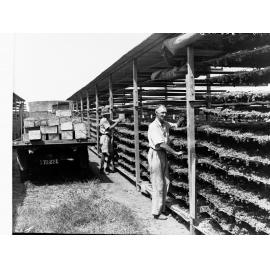 Men drying grapes
