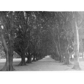 Moreton Bay Fig Lane, Botanic Gardens