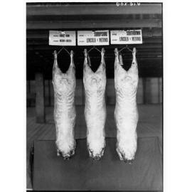 Carcasses hanging in a cool room - Agricultural Department