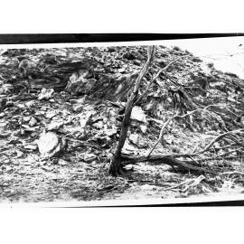 Dead Tree, Northern Territory
