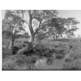 Mount Barker Springs