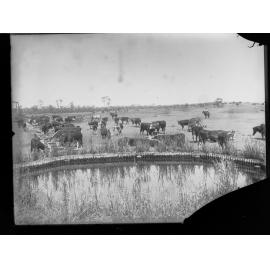 Cattle Far North South Australia,  area unknown