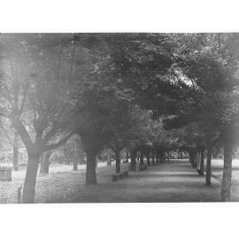 Pathway in Botanic Gardens