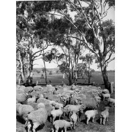 Sheep and lambs, Mount Torrens