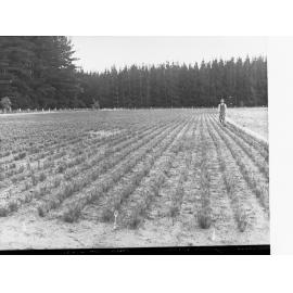 Nursery at Penola Showing Man Working