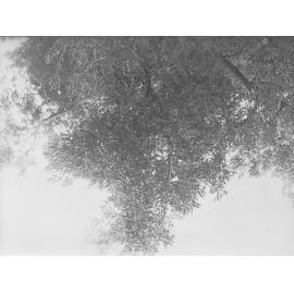 View of olive tree, possibly early olive industry