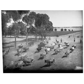 Cattle Being Driven into a Paddock