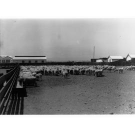 Sheep Yards, Port Adelaide Export Depot