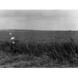 Lucerne growing at Murray Bridge showing man in field