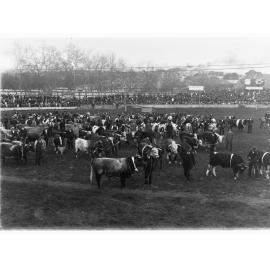 Cattle Parade