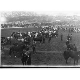 Cattle and horses on parade - Royal Adelaide Show