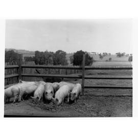 Turretfield, Government stud farm showing pigs