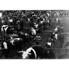 Cattle Parade at the Royal Adelaide Show