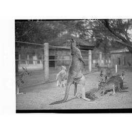 Red kangaroos at Adelaide Zoo