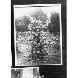 Botanical Gardens - shrubs in flower
