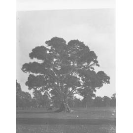 Tree with horse grazing underneath it