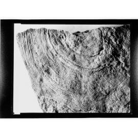 Fossil from Ediacara