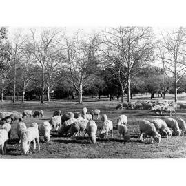 Sheep in Creswell Garden
