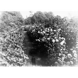 Flower Gardens at the Botanical Gardens