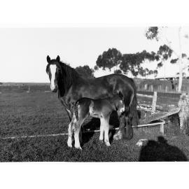 Horse and Foal, Roseworthy