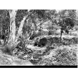 Near Wattle Flat Bush Scene