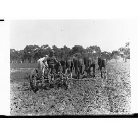 Man Ploughing on Farm South Road Near Adelaide