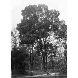 Melaleuca Styphelioides,  Botanic Gardens