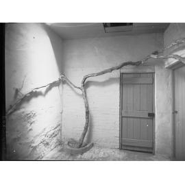 Vine growing on house at Brighton