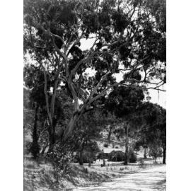 Honeysuckle Arbor National Park with home amid trees