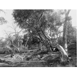 Flinders Ranges Angorichina Creek