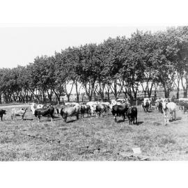 Cattle on sewage farm at Islington