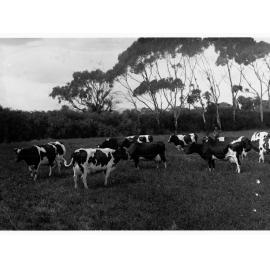 Dairy Cows in Paddock