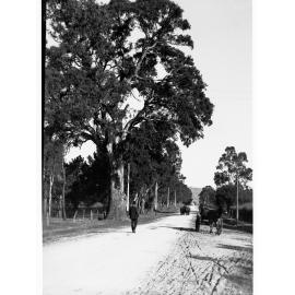 District Road near Burnside showing horse and carts and man walking down the road