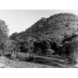 Bush Scene at Moolooloo, near Owienagin Creek