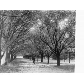 Man on pathway through park - Botanic Park