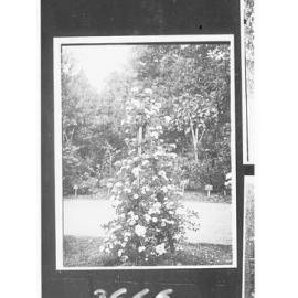 Botanical Gardens - shrubs in flower