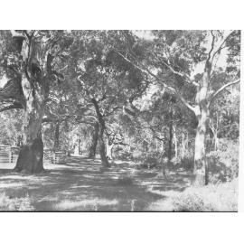 Bush Scene at Burbrook