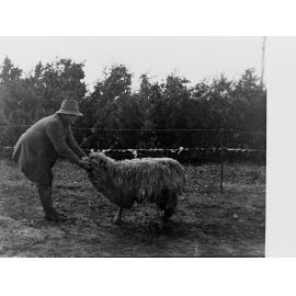 Man holding sheep infested with lice