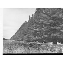 Penola Forest Showing Automobile Near Fencing and Gateway