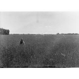 Wheat crop at Redfern