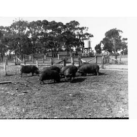 Pigs at Minda Home's Craigburn Farm, Blackwood