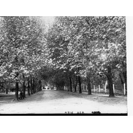 Man Sitting on a Bench in the Avenue in the Botanic Gardens
