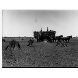 Horse and Dray Farm Labourers Making Wheat Stacks at Roseworthy College