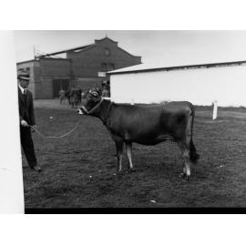 Cow at Adelaide Show