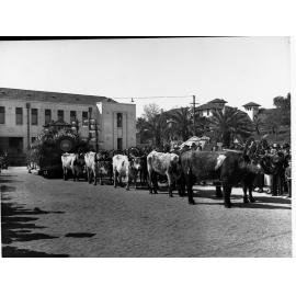Adelaide Centenary float for floral pageant, Federation of the town of Thebarton float pulled by bullocks
